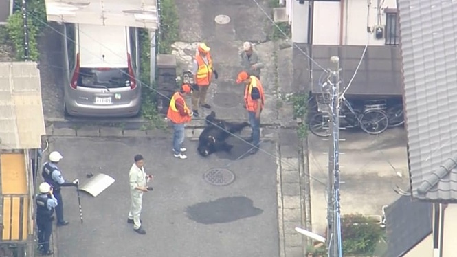Bear captured after roaming through Japanese city