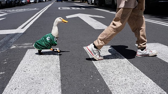 Meet Merlin: The duck that became the World Cup's viral mascot