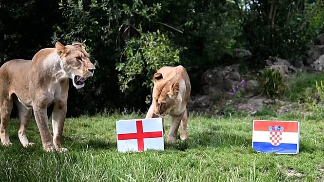 UK lions predict England's World Cup fate