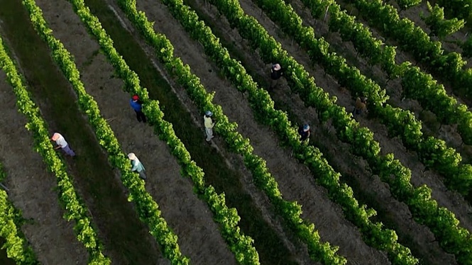 Farms, schools, rail and health services under strain as heatwave grips France