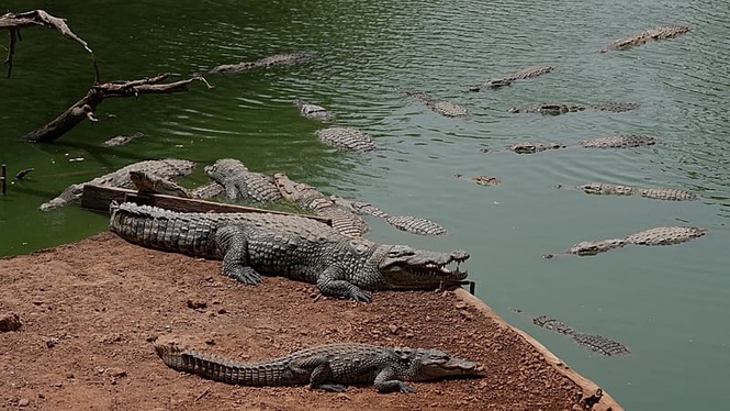 UK police say man under arrest after toddler 'ended up' in crocodile pen at zoo