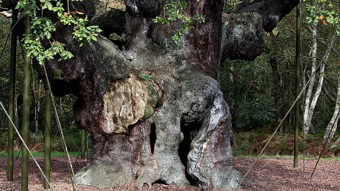 Robin Hood’s famed Sherwood Forest 1,200-year-old oak tree declared dead