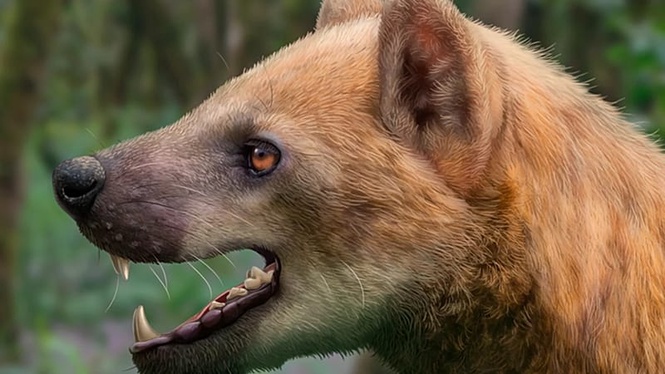 Spanish scientists discover new 'bear-dog' species in Catalonia from 15.9 million years ago