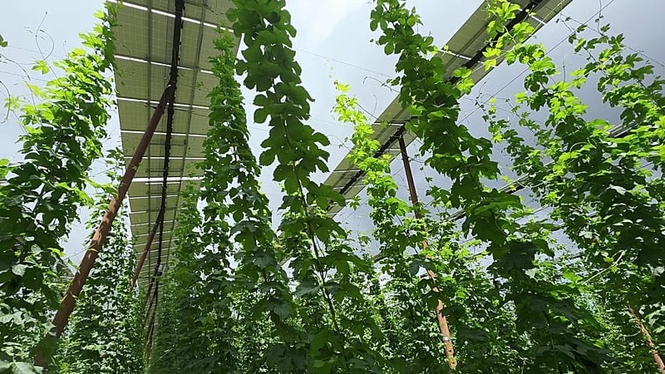 Can agri-PV save Bavaria's hop gardens? 'Solar hats' help fight climate crisis