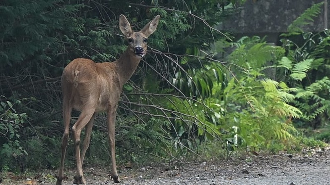 ‘Our national lung’: France’s nature paradise saved by firefighters but recovery could take 30 years