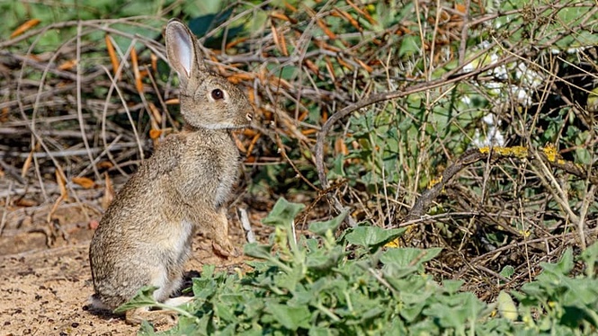 Iberian rabbit: Species hidden by Spain and Portugal for 2 million years