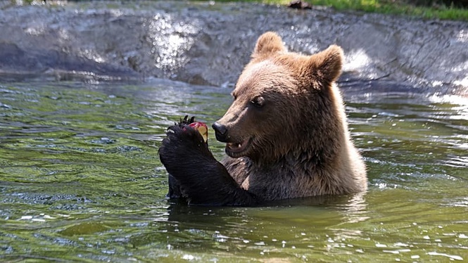 Study finds 5% of Cantabrian brown bears can deceive each other