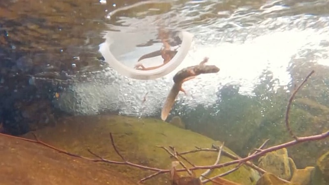 Critically endangered newts released into wild at secret location in Spain