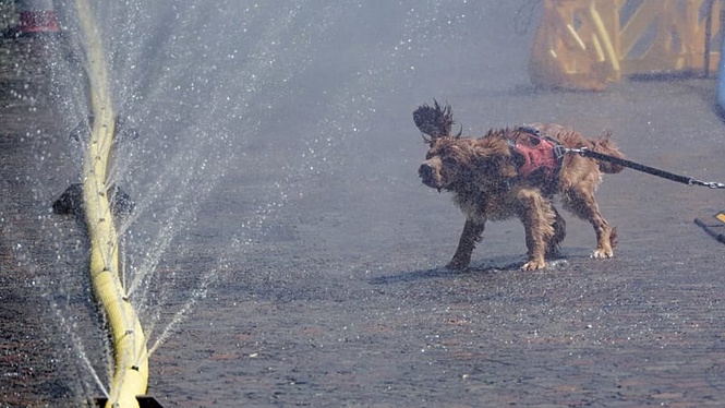 Germany heatwave sees Cologne residents cool off in mist