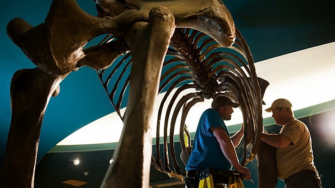 Danube dries up in heat: Skeleton of giant mammoth uncovered in Bulgaria