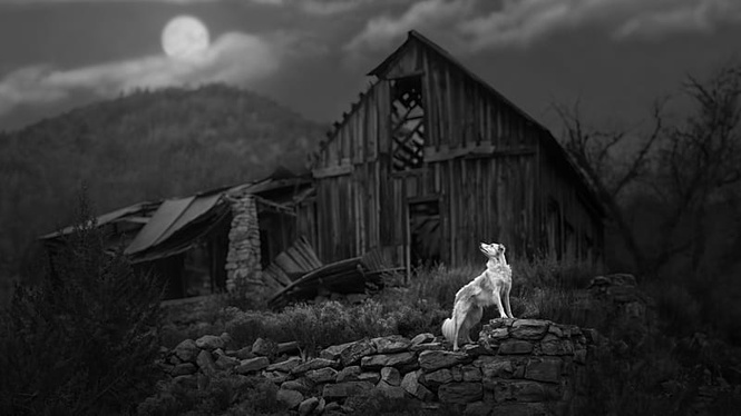 Gravity-defying dogs and brooding bovines: Meet the winners of the International Pet Photography Awards