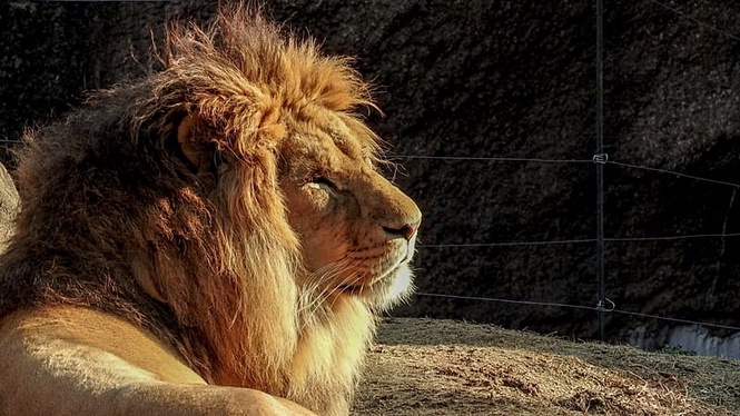 Suspected heatstroke kills three lions at Japan zoo, spokesperson says
