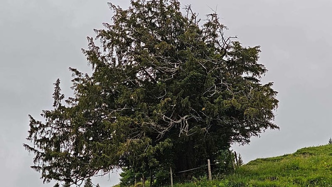 More than 1,100 years old: Germany's oldest tree discovered