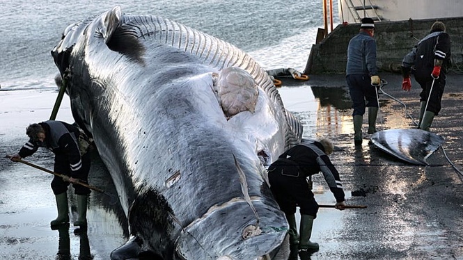 Iceland orders expulsion and re-entry ban on 21 anti-whaling activists, police say