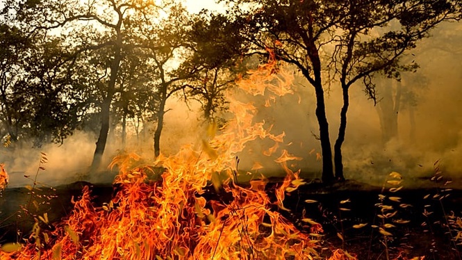 The beetle that hears fire: why it is so valuable to science