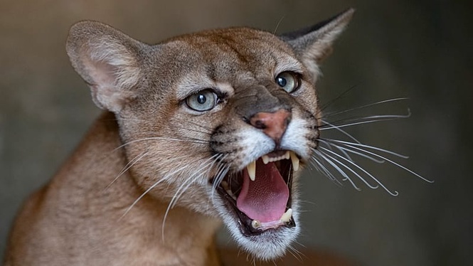 Residents in northern Poland told to be cautious after reports of possible puma in area