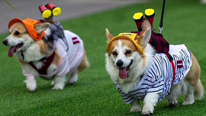Corgis race, bark and dress up at quirky competition in Vilnius