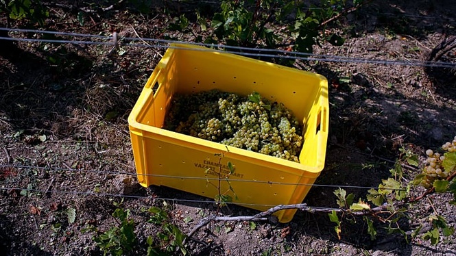 Champagne harvest starts early in France as heatwave speeds ripening
