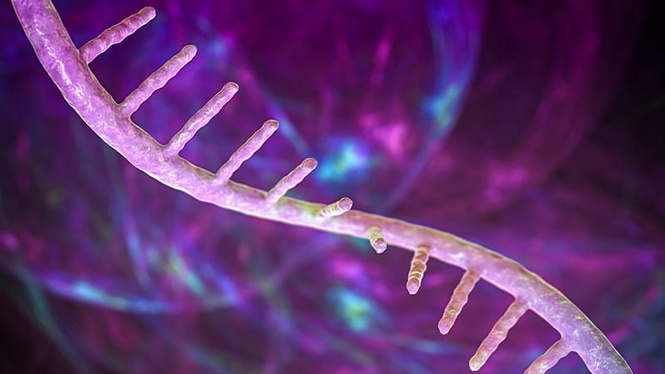 Scientists find possible new route to more powerful mRNA drugs