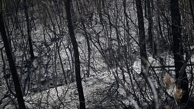 'The response seems very timid': where does the environment stand in the presidential race