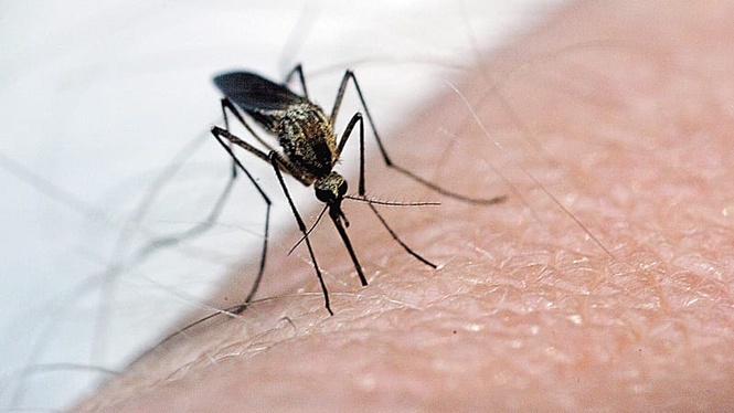 West Nile virus hits Seville: 89-year-old man dies, second death this season