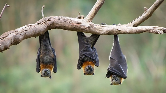 Cancer and virus-free: Bats' longevity genes could hold clues for human health