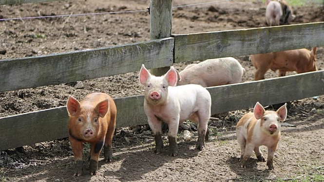 Man lived with pig kidney for nine months before human transplant