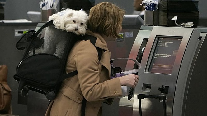 Flying with your cat or dog? These are Europe’s best pet-friendly airlines