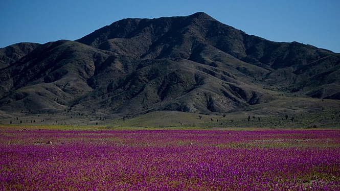 El Niño transforms Atacama desert as thousands of hectares burst into bloom