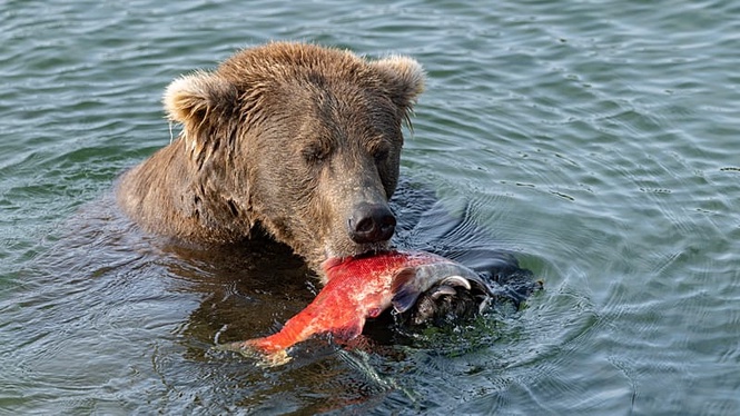 Fat Bear Week returns as Alaska's biggest bears compete for the crown