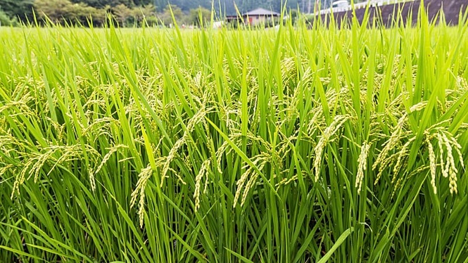 ‘Thrilling’: Dutch cattle farmers switch to rice as solution to warmer climate and sinking peatlands