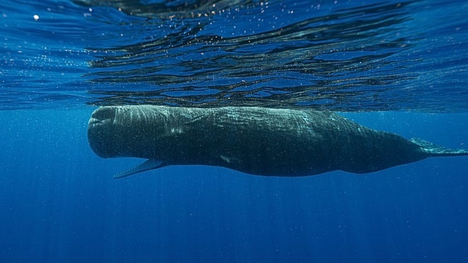 Four sailors rescued after sperm whale sinks yacht in South Pacific