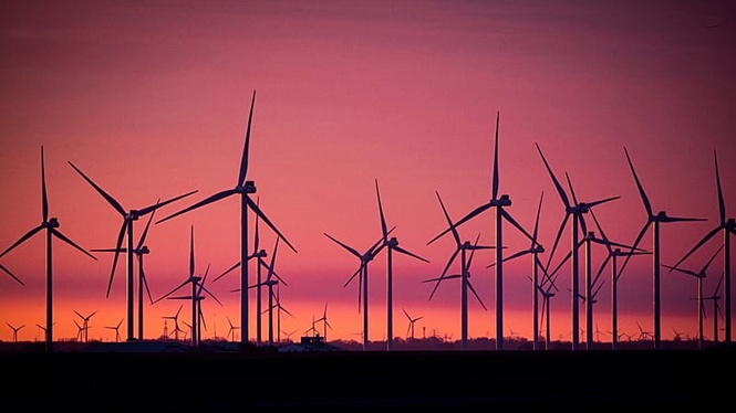 How many birds are killed by offshore wind turbines? Scientists use thermal cameras to find out