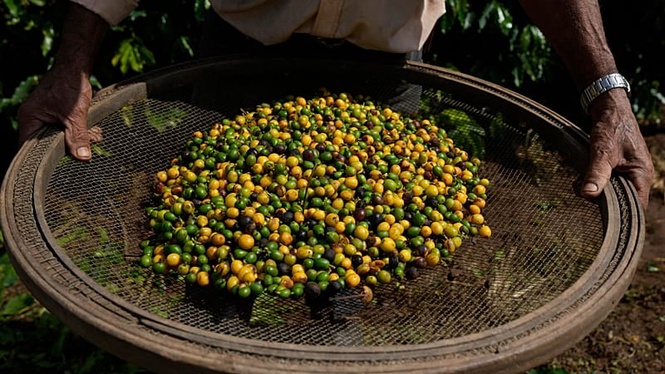 Palermo, first coffee grown and harvested in Italy: warmer climate is changing farming