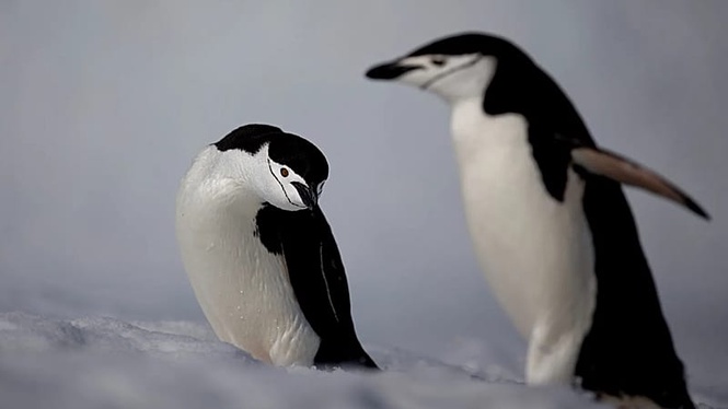 Antarctic penguins emit up to 7 million tonnes of methane a year, study finds
