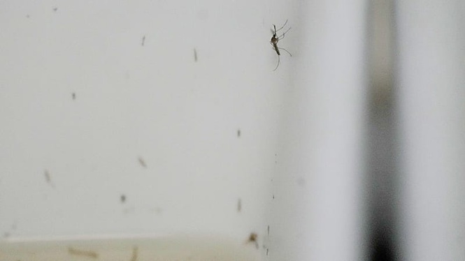West Nile virus: Europe records its worst season ever as cases spread north