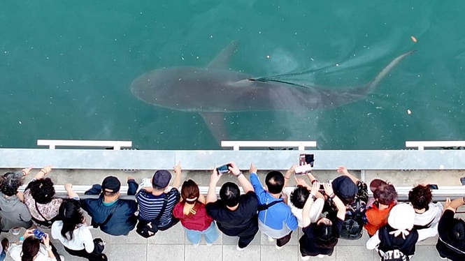 Large crowds watch as rescuers try to save stranded shark in South Korea