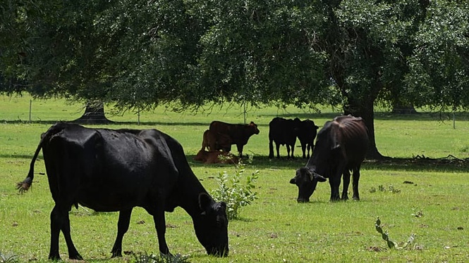 France confirms first human case of Shamonda virus, previously found only in animals