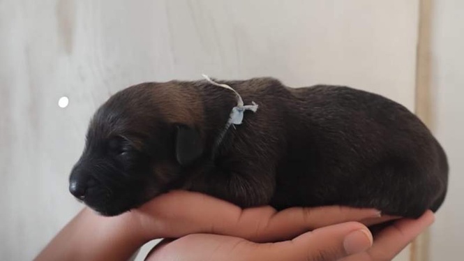 Image from: Puppy found in a bag fit in one hand: 5 months later, he's a giant and has changed colour