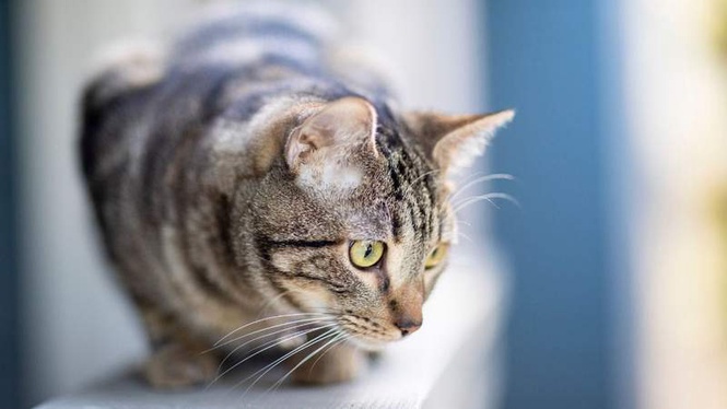 Image from: Cat survives terrifying 14-storey fall: vet's diagnosis leaves owner in shock