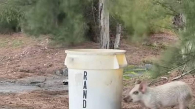 Image from: Pig found wandering the streets: dog rescue takes an unprecedented risk