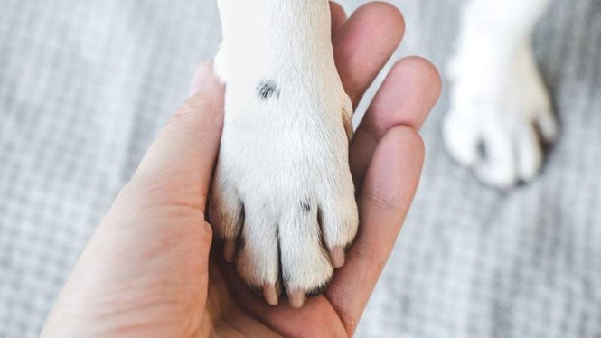 Image from: Dog 'falls from the sky' after being thrown from a first-floor window
