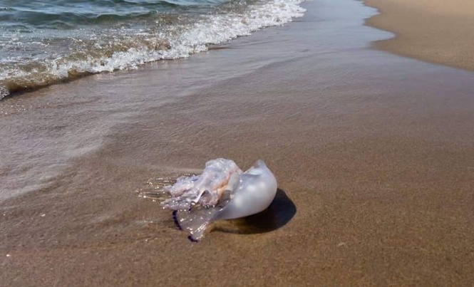 Image from: Biologist Picks Up What Looks Like a Jellyfish on a Japanese Beach and Finds a Species Never Seen Before