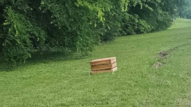 Image from: She spotted a tiny kitten, but the real shock was hiding under a wooden crate