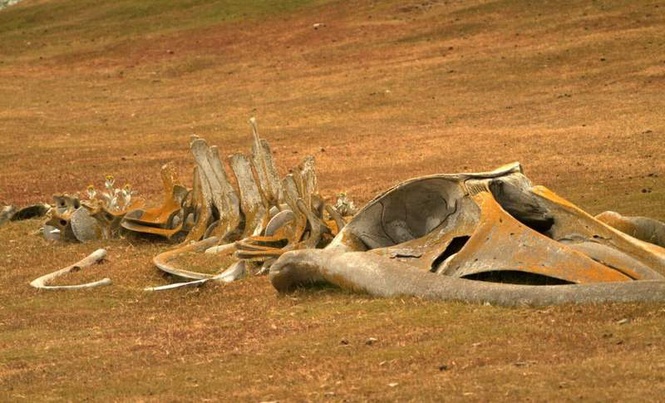 Image from: Researchers Found a Whale Fossil in New Zealand in 1988, It Took Decades to Realize It Belonged to a Previously Unknown Species