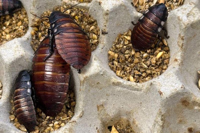 Image from: Australia seizes 100,000 illegal exotic cockroaches in record haul