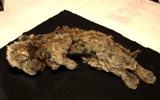 Image from: Genome study shows what made extinct Ice Age cave lion unique