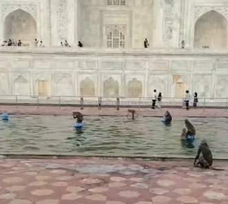 Image from: Beating the heat: ’Monkey business’ in Taj Mahal fountain goes viral