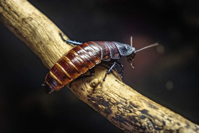 Image from: Australian cockroach kingpin caught with 1,00,000 illegal insects in record bug bust