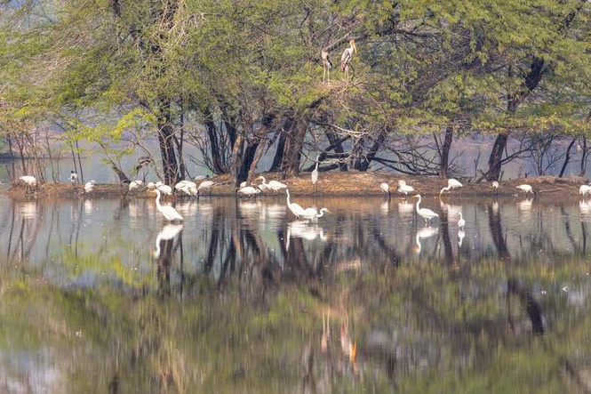 Image from: Jai Prakash Narayan Bird Sanctuary in UP becomes 100th Ramsar site of India